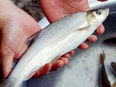 这种鱼10年才长1斤肉，峡谷里藏了6千万年还是没逃过“吃货”的嘴