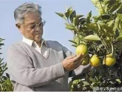 带你看看褚橙的故事