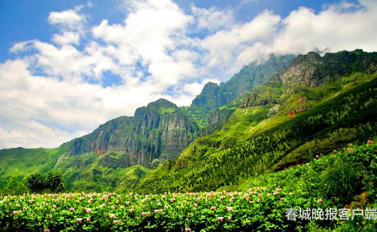 李子沟开花洋芋