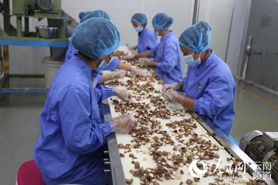 澳洲坚果的生产车间 摄影:陈德荣