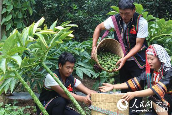 当地群众采摘澳洲坚果 摄影:陈德荣
