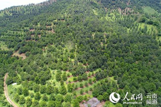 临沧澳洲坚果种植基地 摄影:陈德荣