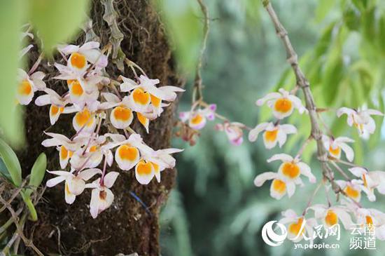  石斛花开 贺彬 摄