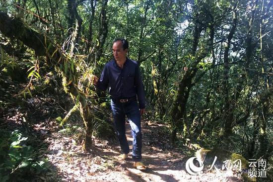  石斛种植户杨从彩在林地里查看石斛长势 人民网 薛丹 摄