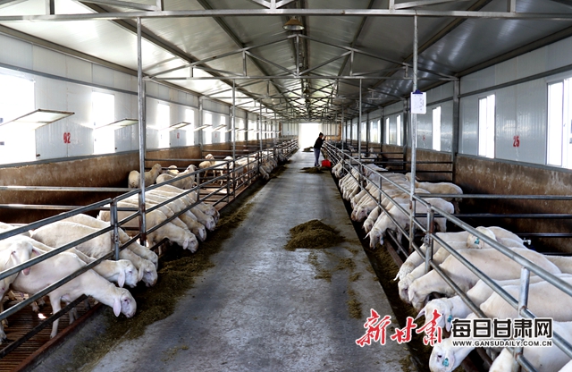 甘肃中盛二期国家级核心种羊场标准化羊舍.jpg 甘肃中盛二期国家级核心种羊场标准化羊舍.jpg