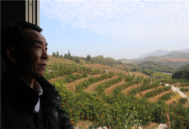 与橙为伴几十年,练就一身种橙‘真功夫’