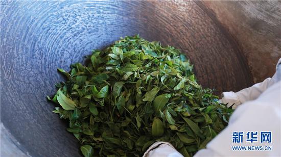  炒茶。新华网 丁凝 摄