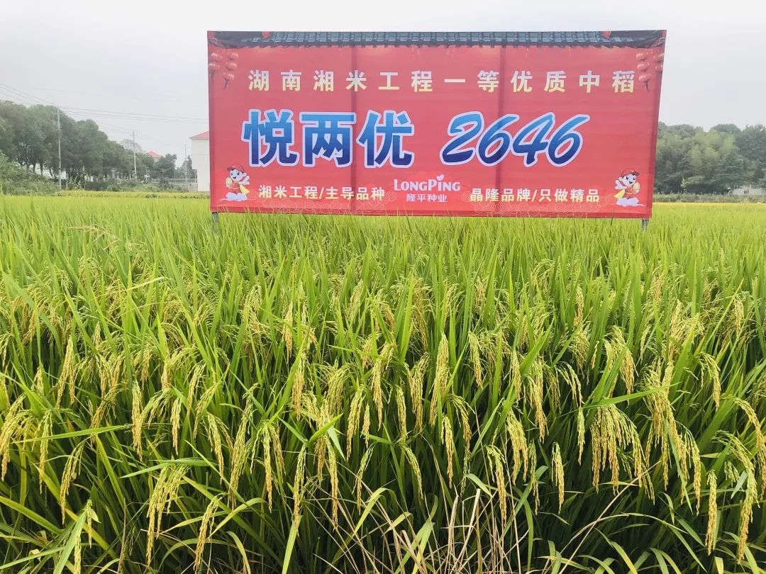 “两优2646”优质水稻