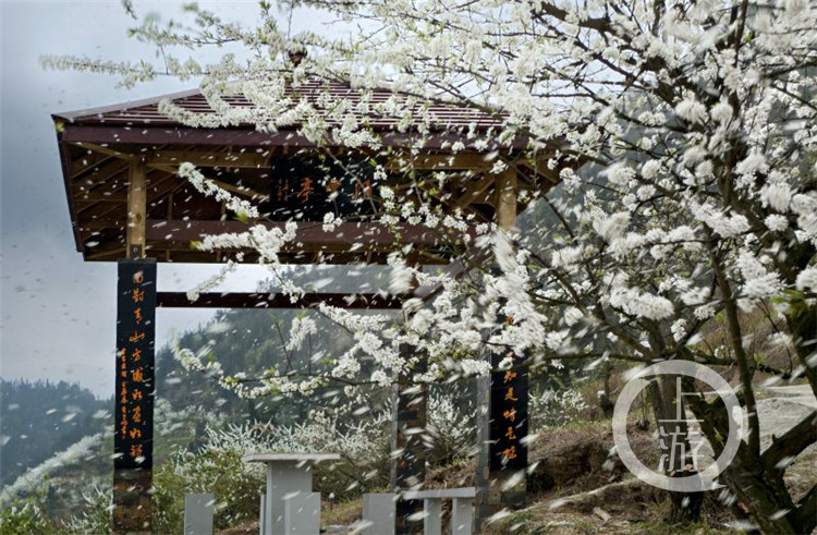 渝北印盒李花生态旅游区1.jpg