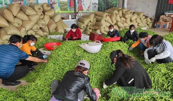  △景东伟盛农业发展有限责任公司员工正在对水晶豌豆进行分拣、装车。