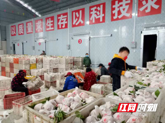  老百姓眼中的“致富果”。