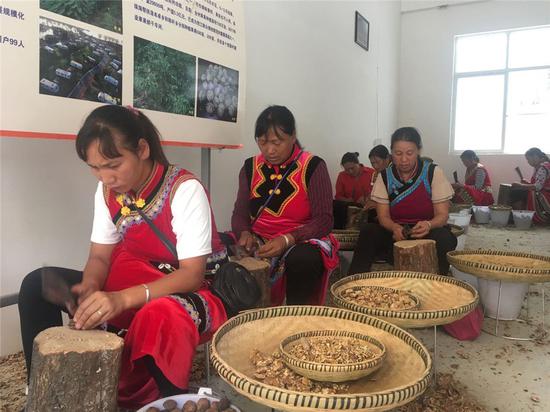  人们在云南怒江傈僳族自治州泸水市大兴地镇维拉坝珠海社区核桃扶贫车间砍核桃（2019年6月24日）。新华社记者 杨静 摄