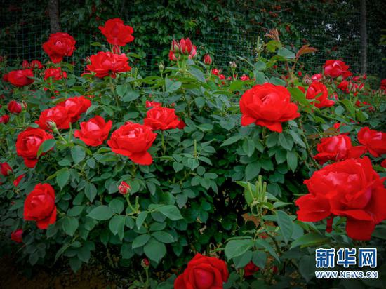 玫瑰花。（摄于4月28日）（新华网 潘越 摄）