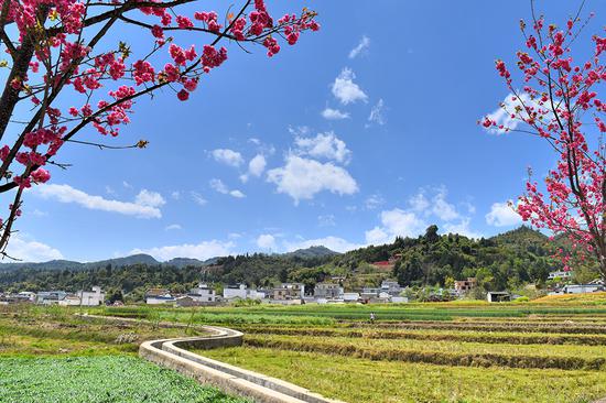 樱花村庄