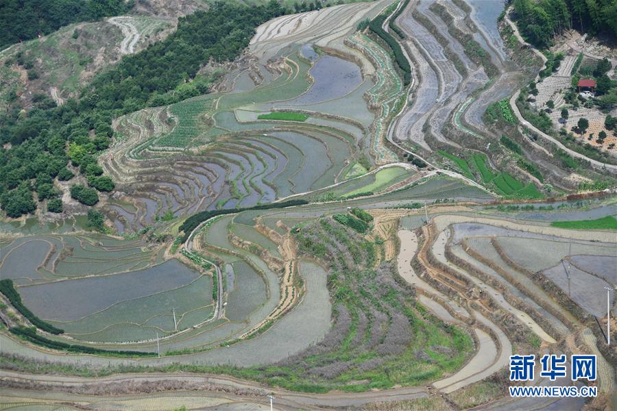 （环境）（4）福建政和：保护农业生态资源 展现梯田独特景观