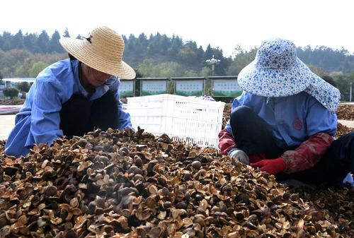 △在河南省信阳市光山县一油茶基地,工作人员在分拣油茶果。