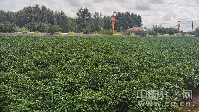 内蒙古兴安盟扎赉特旗音德尔镇长发村村民秦启林家种植的辣椒。（经济日报-中国经济网记者 武晓娟/摄）