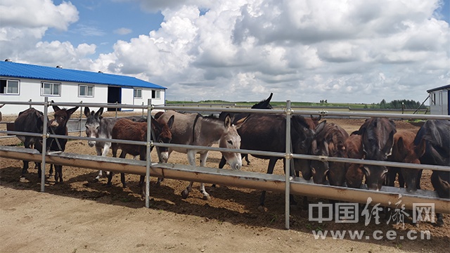 内蒙古兴安盟扎赉特旗音德尔镇长发村肉驴养殖园。（经济日报-中国经济网记者 武晓娟/摄）