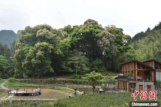 浙江遂昌传统村落探索“未来乡村” 范宇斌 摄