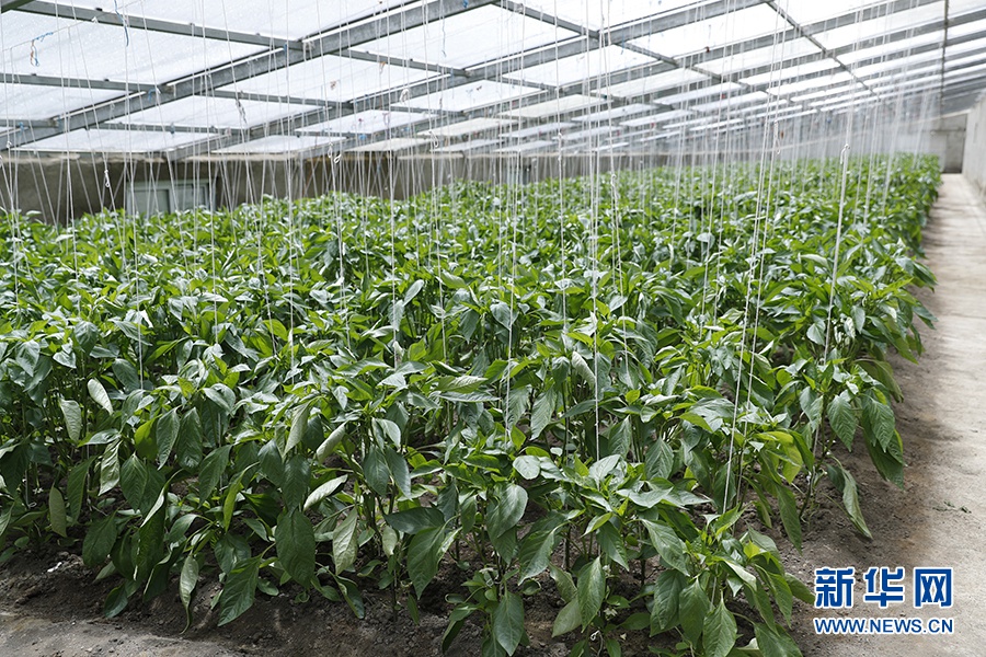 这是隆子县“菜篮子”园区里种植的龙椒。新华网记者焦鹏摄