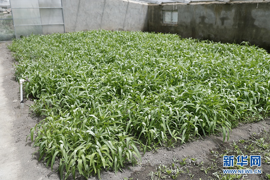 这是隆子县“菜篮子”园区里种植的空心菜。新华网记者焦鹏摄