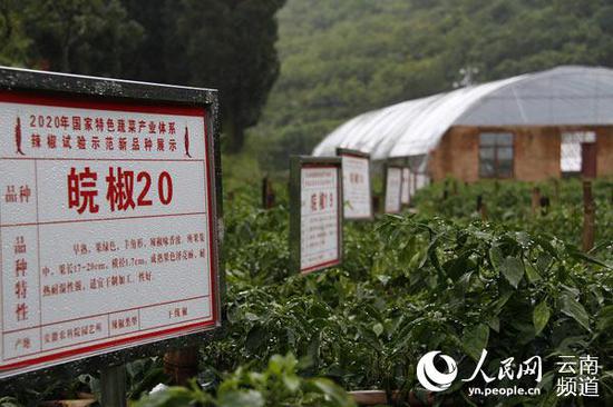 辣椒长势正好。供图
