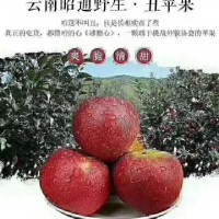 云南高原，昭通红露苹果 ， 原产量少， 15斤98元