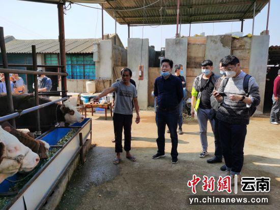 西南大学专家调研昌宁肉牛养殖