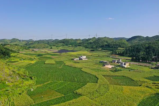 雨樟镇青底村辣椒种植基地