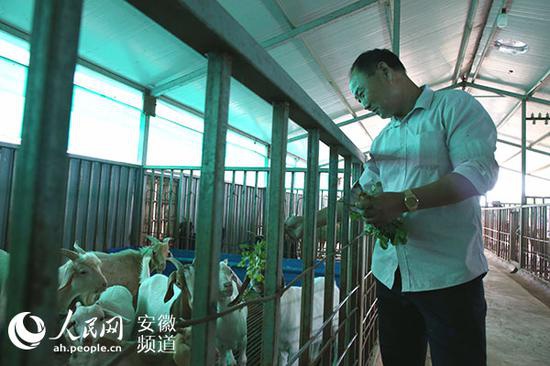 马可智在扶贫养殖场中喂养山羊 王锐摄