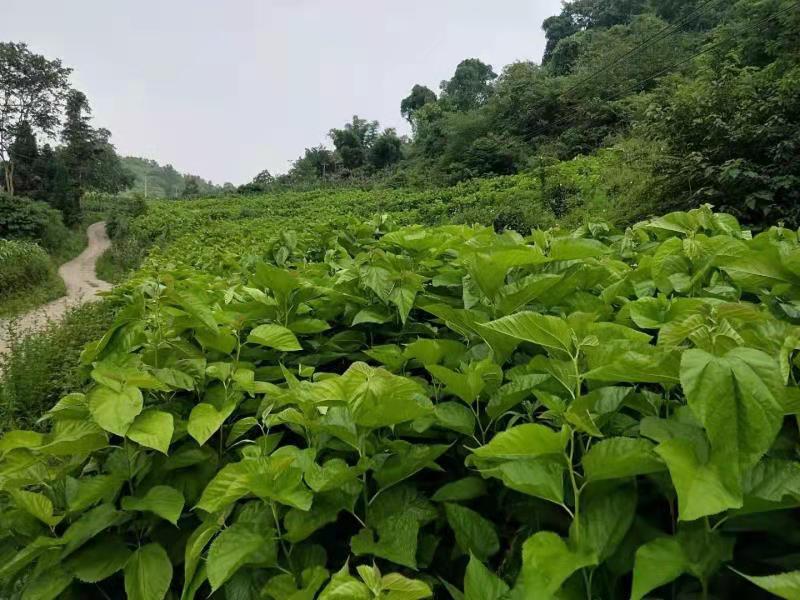 镇雄王师傅种养殖农民专业合作社