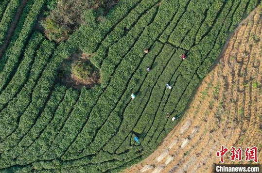 航拍贵州贞丰小屯镇木桑茶山。 瞿宏伦 摄