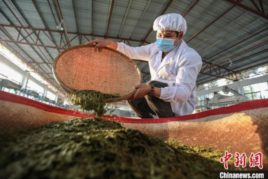 贵州贞丰小屯镇一家茶企工作人员在加工春茶。 瞿宏伦 摄