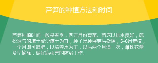 芦笋的种植方法和时间