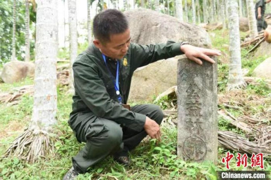  屯昌近10000亩的三个山头林子，都是王首群护林团队负责看护的区域。 林小丹 摄
