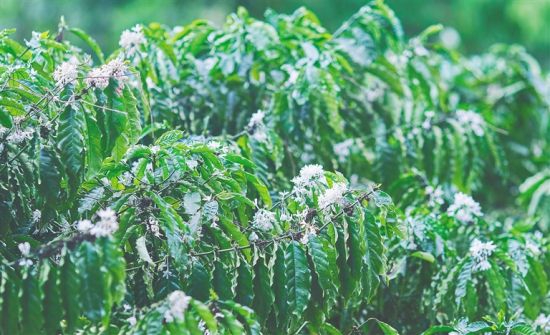  海垦热作咖啡种植基地内种植的“大丰1号”咖啡树。袁琛 摄