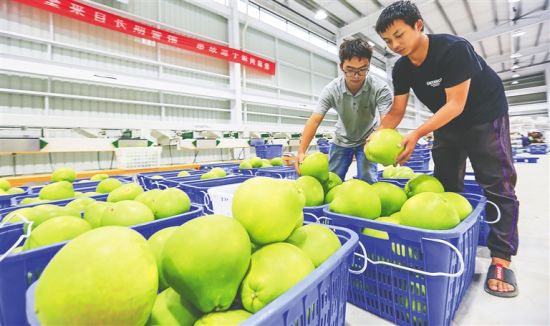 在“青柚之约”现代化工厂，工作人员在选果。 陈元才 摄