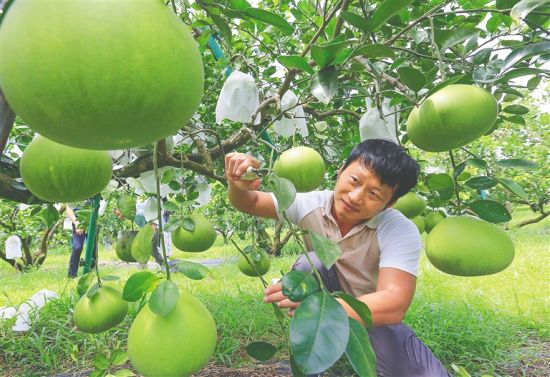 在澄迈山口蜜柚基地，工作人员护理枝头上的柚子。 陈元才 摄