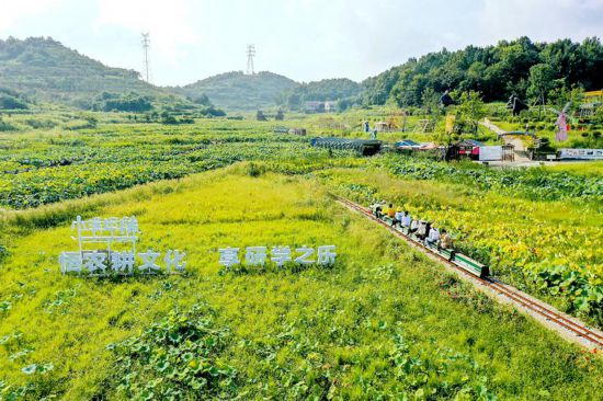 在庐江县罗河镇鲍店村小满田塍景区，前来观光的游客乘坐田园小火车欣赏荷塘景色。.jpg