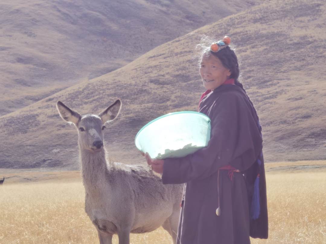 (图为向秋拉姆正在给马鹿喂食。 贾丰丰摄)