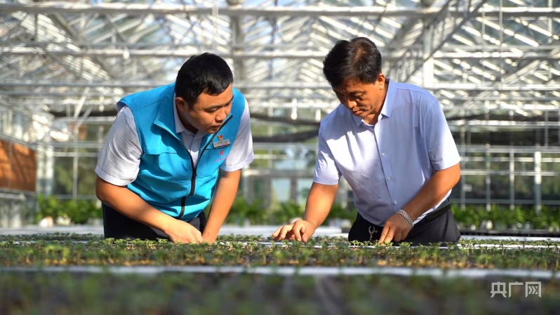 平潭润丰园生态农业发展有限公司负责人刘守成(右)正在交流种植技术(央广网发 君山镇人民政府供图)