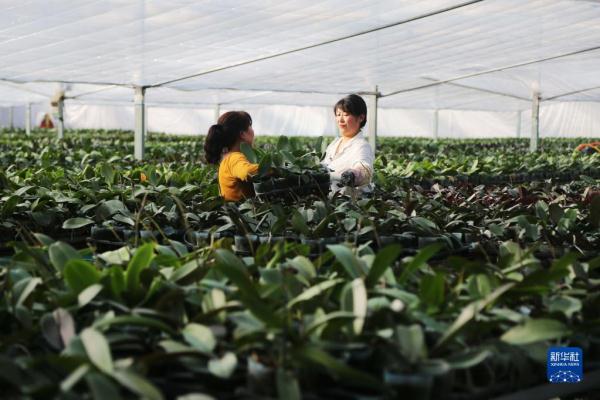 甘肃临洮：花卉产业助力乡村振兴