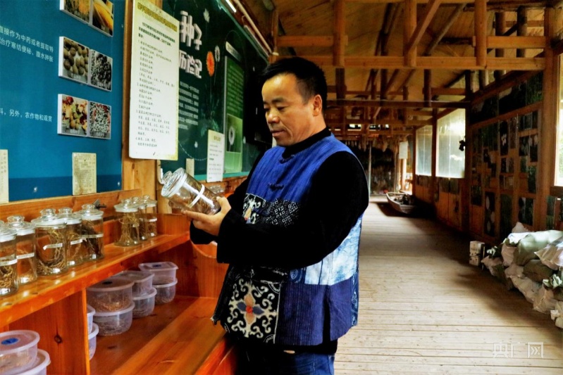 杨正熙正在黎平种子生态博物馆查看收集来的稻谷(央广网记者 张翼晶 摄)