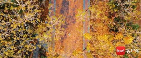 儋州两院春绿秋黄的美景。