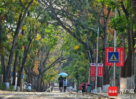 儋州两院春绿秋黄的美景。
