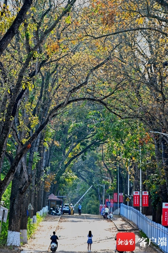  儋州两院春绿秋黄的美景。
