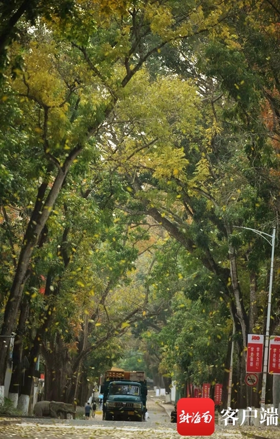 儋州两院春绿秋黄的美景。