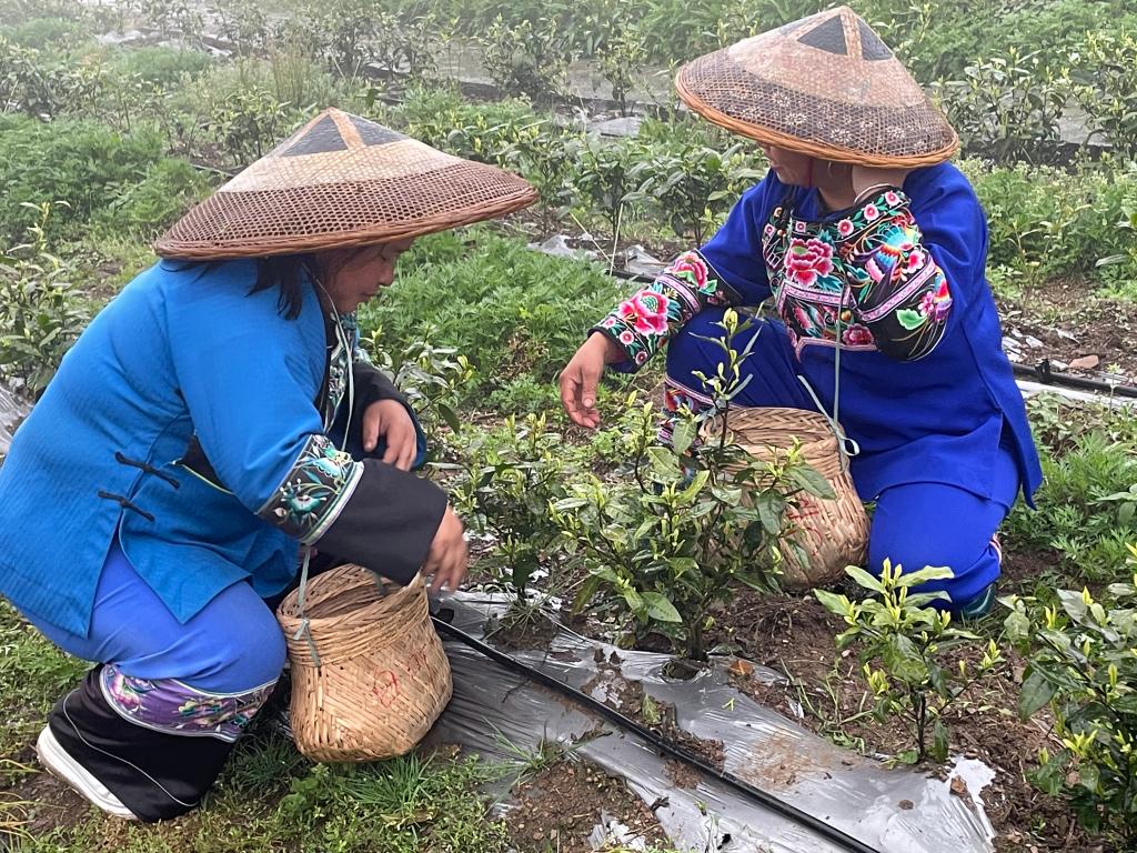 湖南省古丈县默戎镇翁草村村民采摘新茶。(采访对象供图)