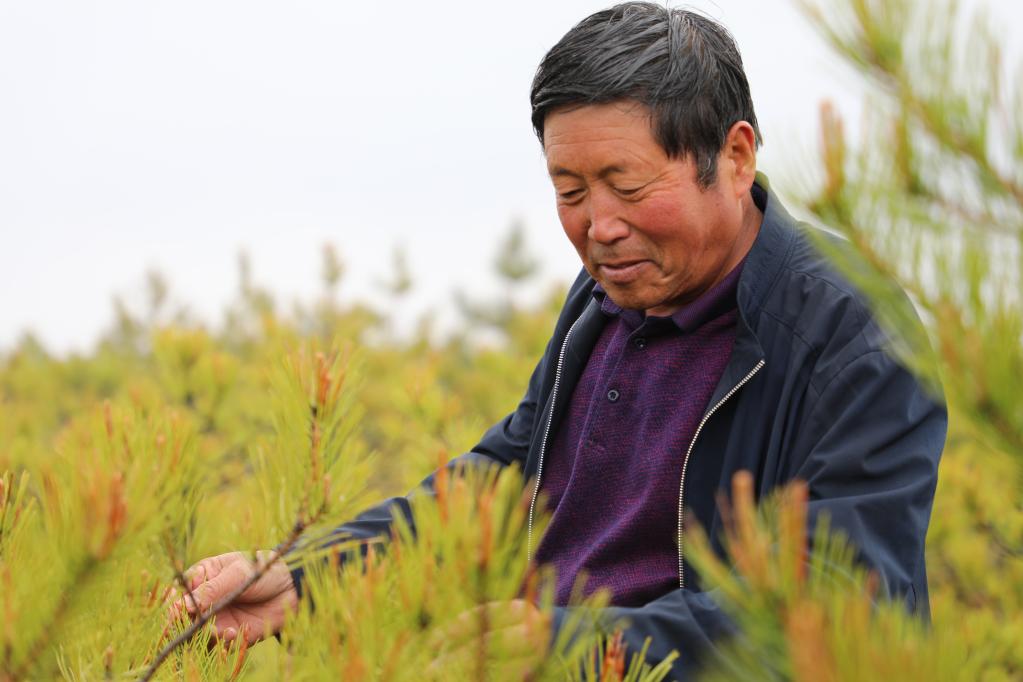 4月15日,吴起群众李文军在自己种植的绿林里看苗木长势。新华社记者梁军摄