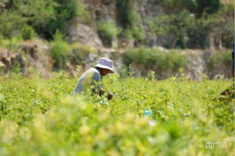 潘家场村村民正在采摘金银花（央广网记者唐磊 摄）